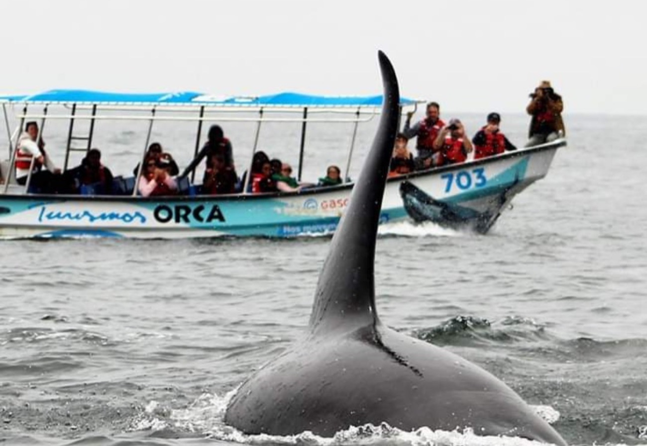 La embarcación Turismos Orca 703 con pasajeros de chaleco salvavidas, y la aleta de un cetáceo emergiendo al lado.