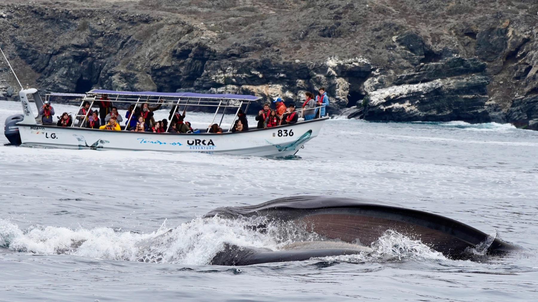 Una lancha de Turismos Orca llena de pasajeros y, en primer plano, una ballena fin emergiendo a su lado.