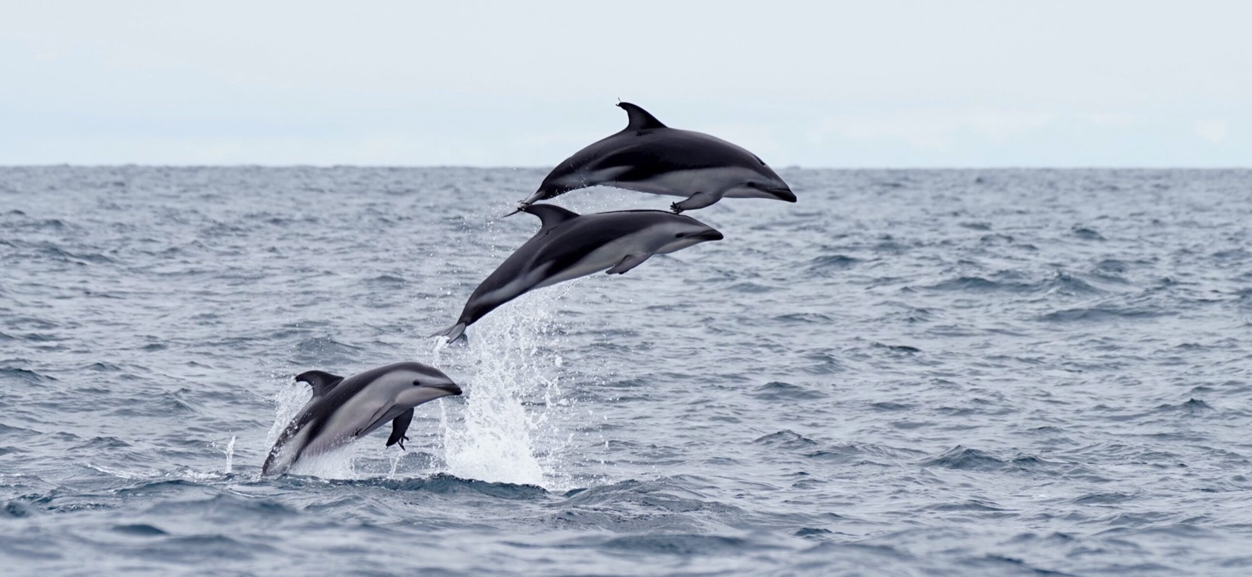 Tres delfines nariz de botella saltando fuera del agua en mar abierto.