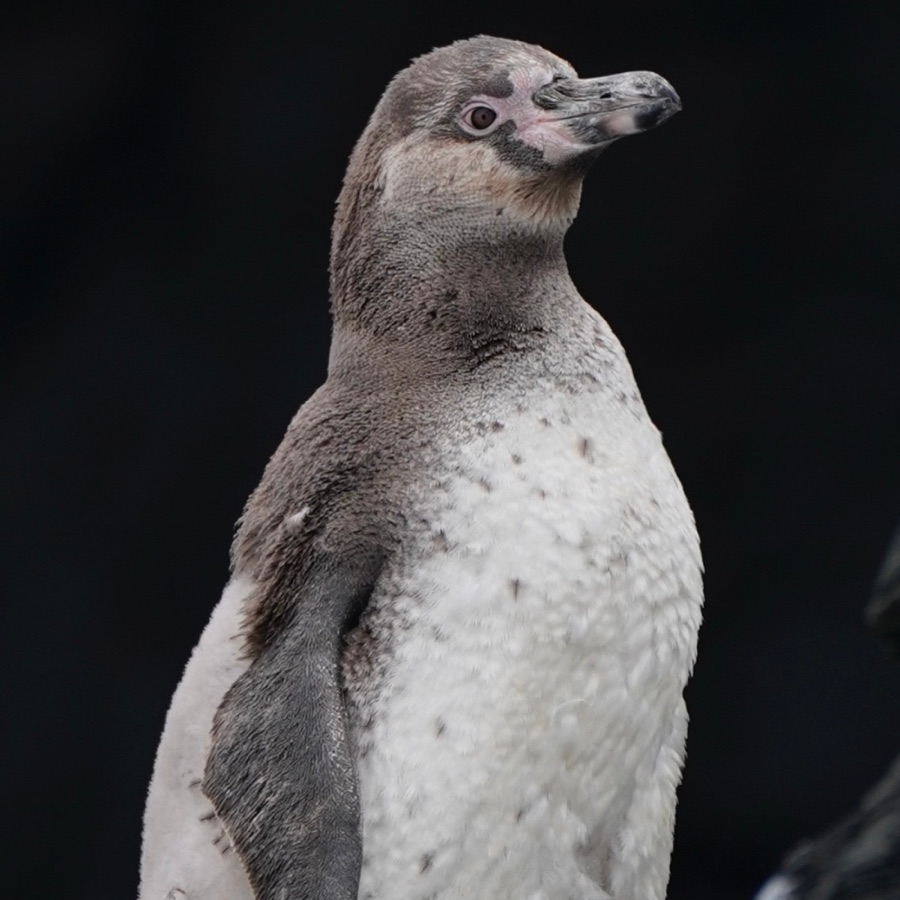 Un pingüino de Humboldt de cerca, con la base del pico rosada y el pecho blanco moteado.