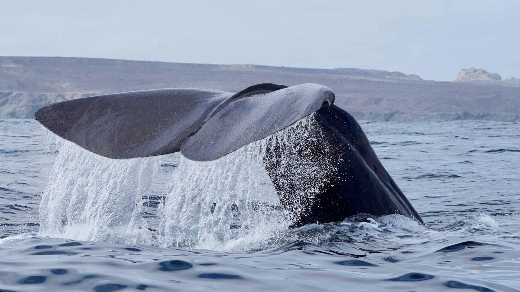 La cola de una ballena levantada sobre el agua, con la costa del desierto de Atacama detrás.