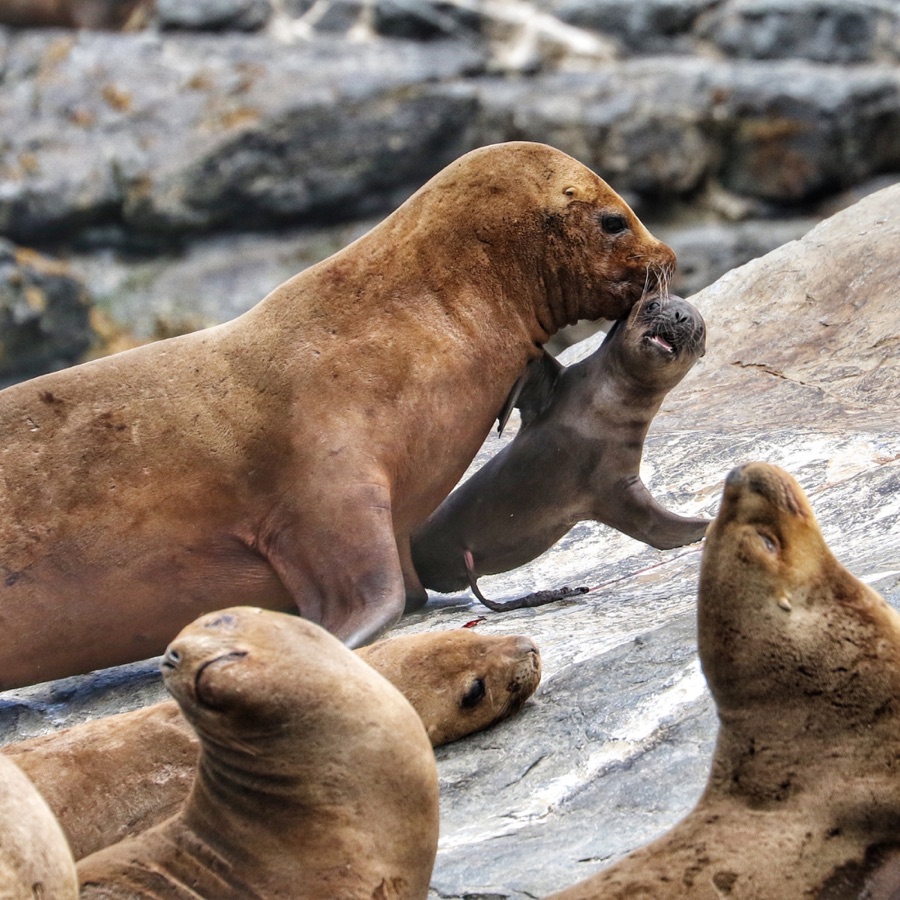 Un grupo de lobos marinos comunes sobre las rocas de la isla.