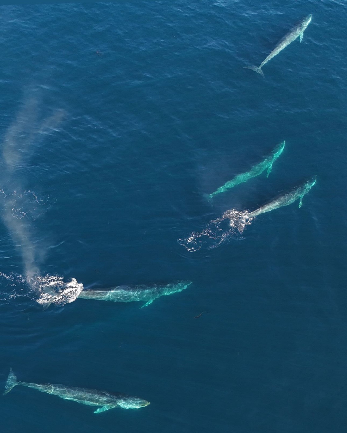 Vista desde un dron: cuatro ballenas nadando bajo la superficie y una lancha de Turismos Orca a su lado.
