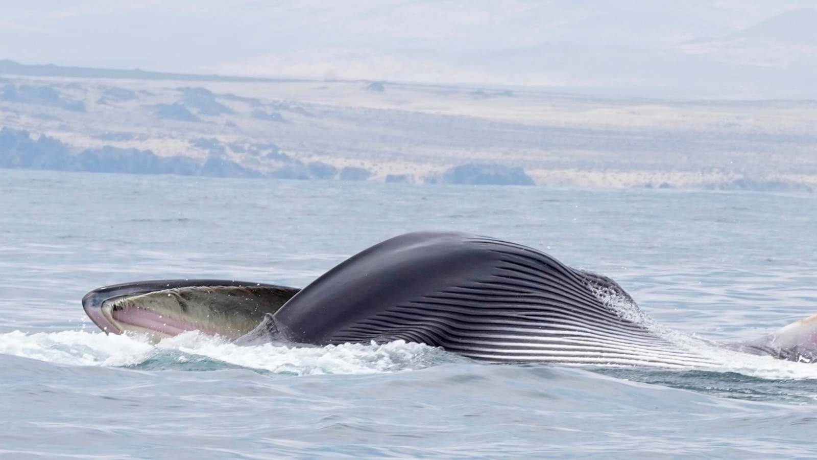 Una ballena fin alimentándose en la superficie, con la boca abierta y los pliegues de la garganta desplegados.