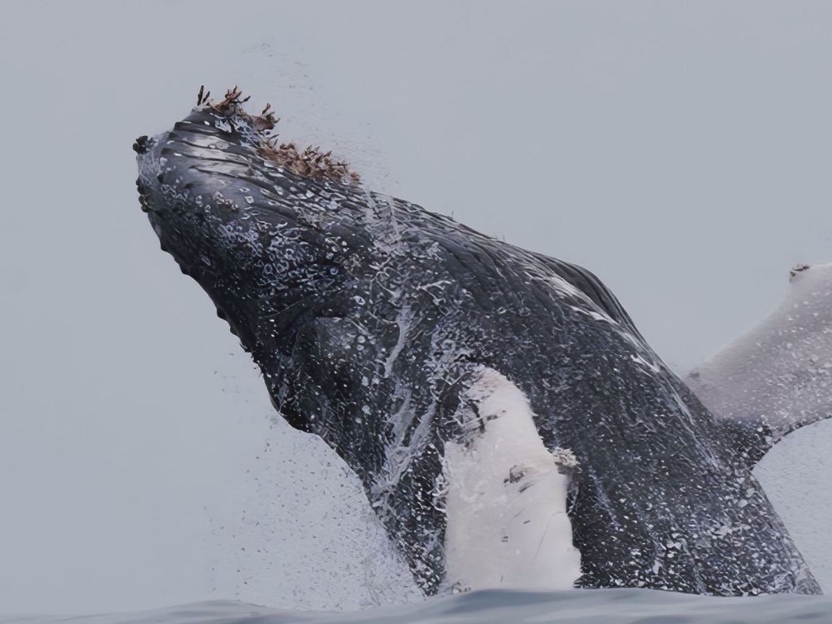 Una ballena jorobada saltando fuera del agua, con la aleta pectoral larga y blanca desplegada.