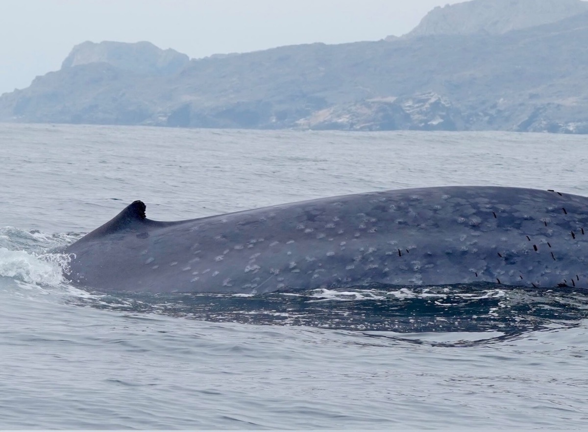 El lomo enorme y azulado de una ballena azul emergiendo, con la isla detrás.