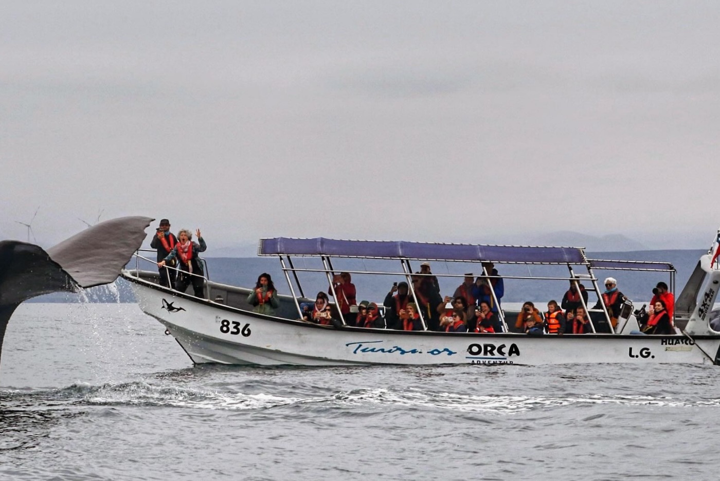 Una lancha de Turismos Orca con pasajeros de chaleco salvavidas y, a su lado, la cola de una ballena saliendo del agua.