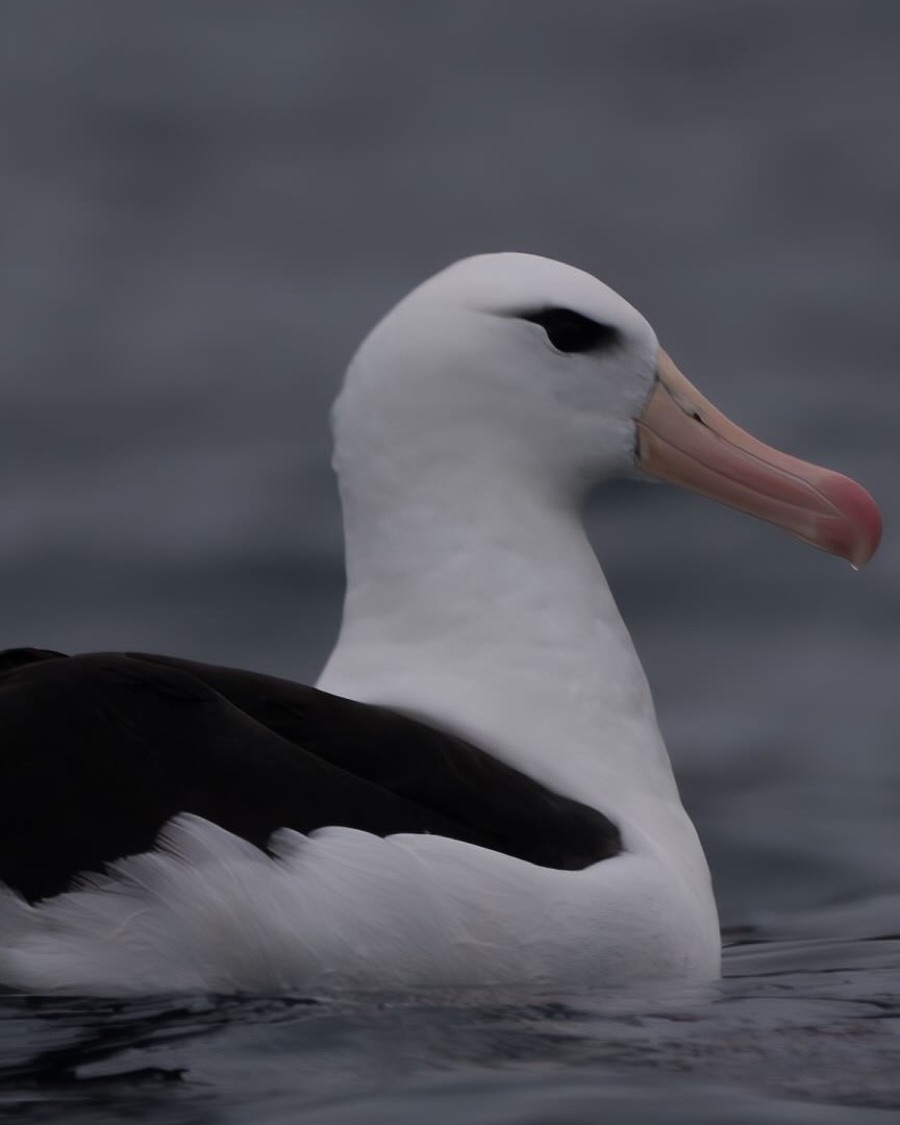 Un albatros de ceja negra sobre el agua, con la mancha oscura del ojo y el pico rosado.